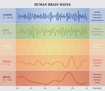 Human Brain Waves