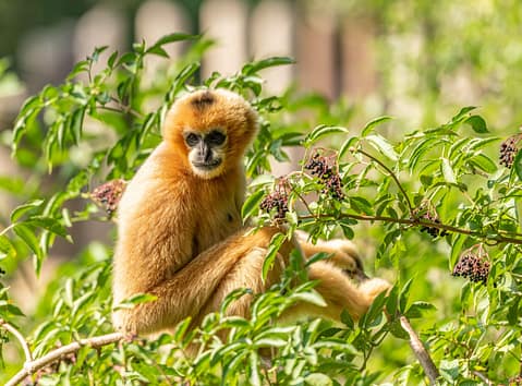 monkey foraging
